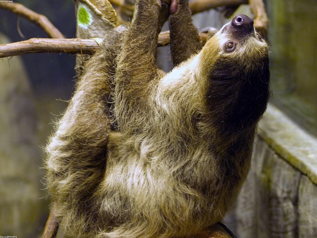 ការស្គាល់អំពីស្លត: គន្លឹះនិងសេចក្តីជូនដំណឹង