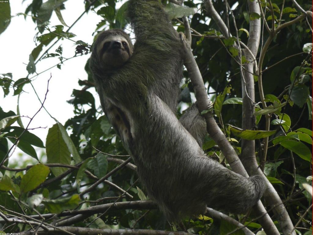 ការស្គាល់អំពីស្លត: គន្លឹះនិងសេចក្តីជូនដំណឹង